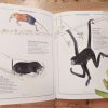 INVENTARI IL·LUSTRAT D'ANIMALS AMB CUA (Ed. Català)