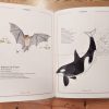 INVENTARI IL·LUSTRAT D'ANIMALS AMB CUA (Ed. Català)