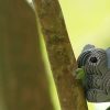 Joguines de trencaclosques EUGY KOALA