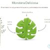 MOSSEGADOR MONSTERA DELICIOSA